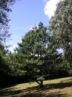 vignette Pinus  griffithii