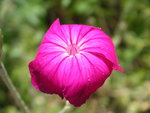 vignette Lychnis coronaria - Coquelourde