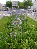 vignette Agapanthes bleues plantées  dans le centre ville de Brest par le service espaces verts