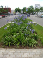 vignette Agapanthes bleues dans le centre ville de Brest