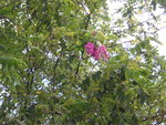 vignette Robinia hispida - Acacia rose