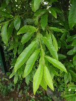 vignette Quercus acutissima - Chêne à feuilles de châtaignier
