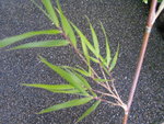 vignette Yushania ferax angustissima