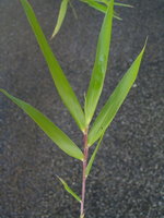 vignette Yushania ferax angustissima