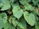 vignette Begonia grandis evansiana