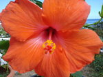 vignette Hibiscus orange