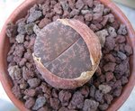 vignette Lithops 2