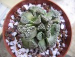 vignette Titanopsis calcarea