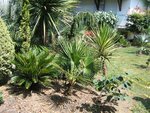 vignette Cycas revoluta Trachycarpus martianus, Yucca aloifoia