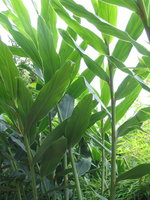 vignette Hedychium coccineum 'Tara'