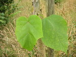vignette Comparaison feuilles Paulownia et Catalpa