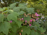 vignette Rubus odoratus