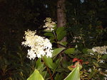 vignette hydrangea paniculata unique