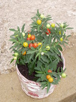 vignette Solanum pseudocapsidum