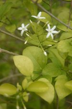 vignette Jasminum simplicifolium