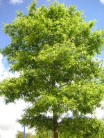 vignette Quercus nigra - Chêne noir