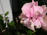 vignette hibiscus rosa siensis