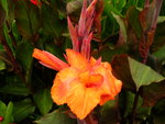 vignette canna orange feuille pourpre