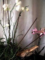 vignette phaleanopsis et paphiopedilum x delophyllum
