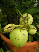 vignette Solanum muricatum - Pepino ou Poire-melon