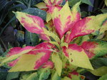 vignette Amaranthus splendens 'Perfecta' - Amaranthe tricolore