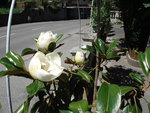 vignette Magnolia grandiflora praecox (Goliath)