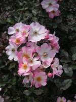 vignette Rosa 'Rush' - Rosier 'Rush'