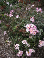 vignette Rosa 'Rush' - Rosier 'Rush'