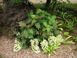 vignette Hydrangea quercifolia 'Snowflake' - Hortensia  feuille de chne