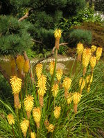 vignette Kniphofia -Tritoma