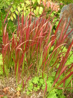 vignette Imperata cylindrica 'Red Baron'