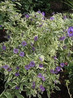 vignette Solanum rantonnetti 'Variegata'