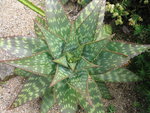 vignette Aloe maculata