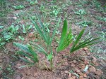 vignette Trachycarpus ukhrulensis (ex manipur ou naga hills)