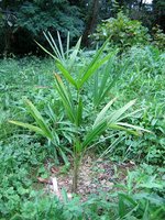 vignette Trachycarpus sp nova