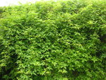 vignette Ampelopsis serjaniaefolia