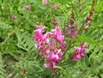 vignette Indigofera