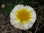vignette Chrysanthemum coronarium - Chrysanthme des jardins
