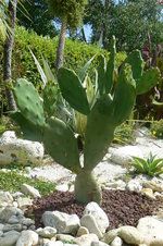 vignette Opuntia vulgaris