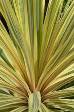 vignette Cordyline 'Torbay Dazzler' n+2