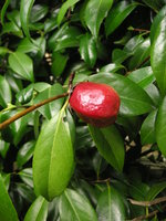 vignette Fruit de Camellia