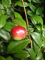 vignette Fruit de Camellia