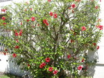 vignette hibiscus rosa sinensis en extrieur