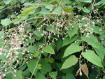 vignette Rubus paniculatus