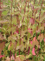 vignette Atriplex hortensis - Arroche cultivée