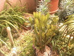vignette cactus qui resite au hiver doux des bouches du rhone
