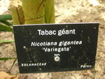 vignette Nicotiana gigantea 'Variegata' - Tabac gant pancach