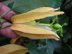 vignette Passiflora auriantia - Passiflore