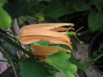 vignette Passiflora auriantia - Passiflore