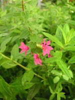 vignette Lythrum salicaria 'Robert' - Salicaire